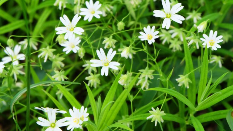 chickweed