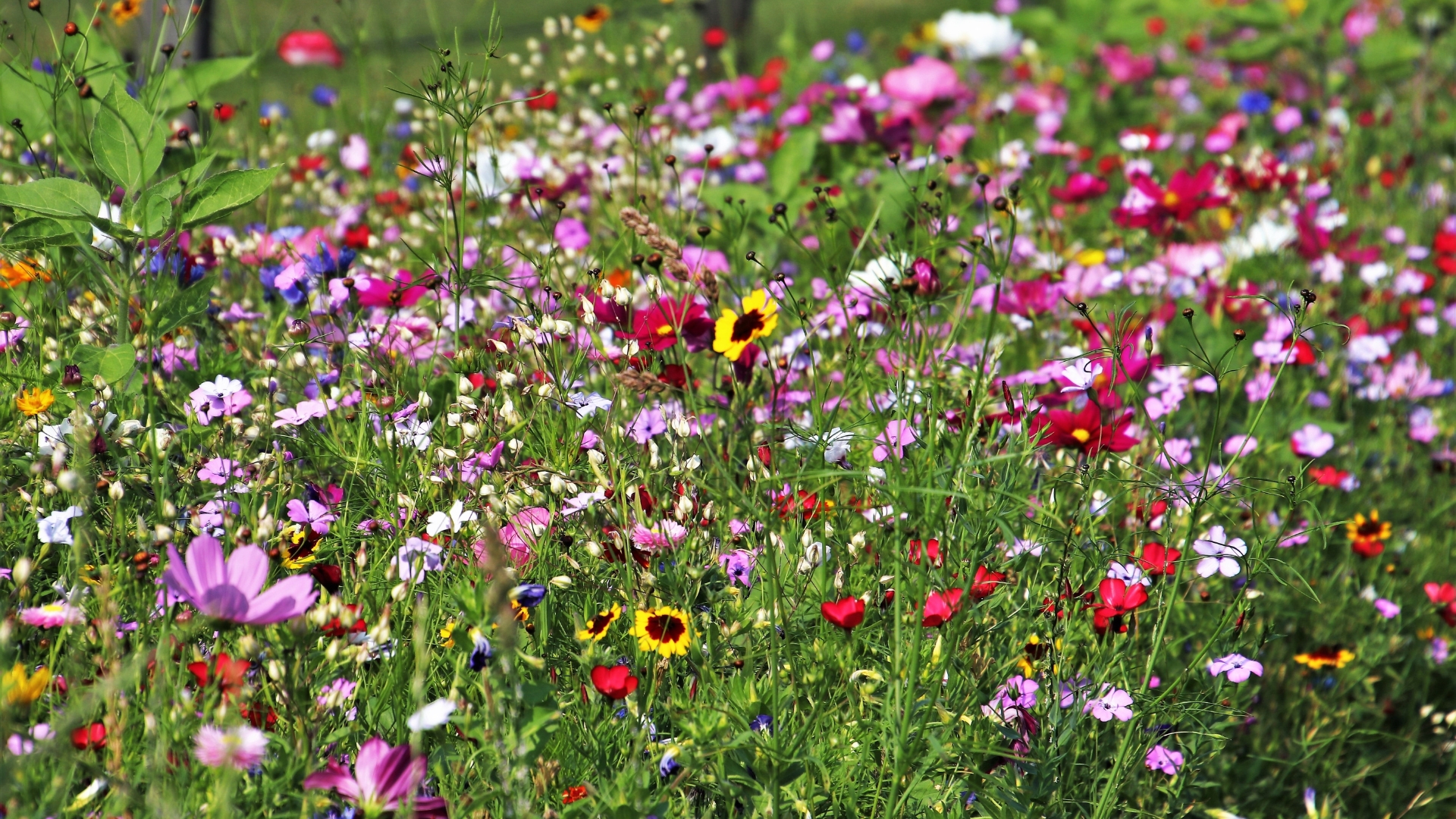 20 Wildflowers That Do Well In Home Gardens (Plus Extra Beauties You’ll Want To Plant)