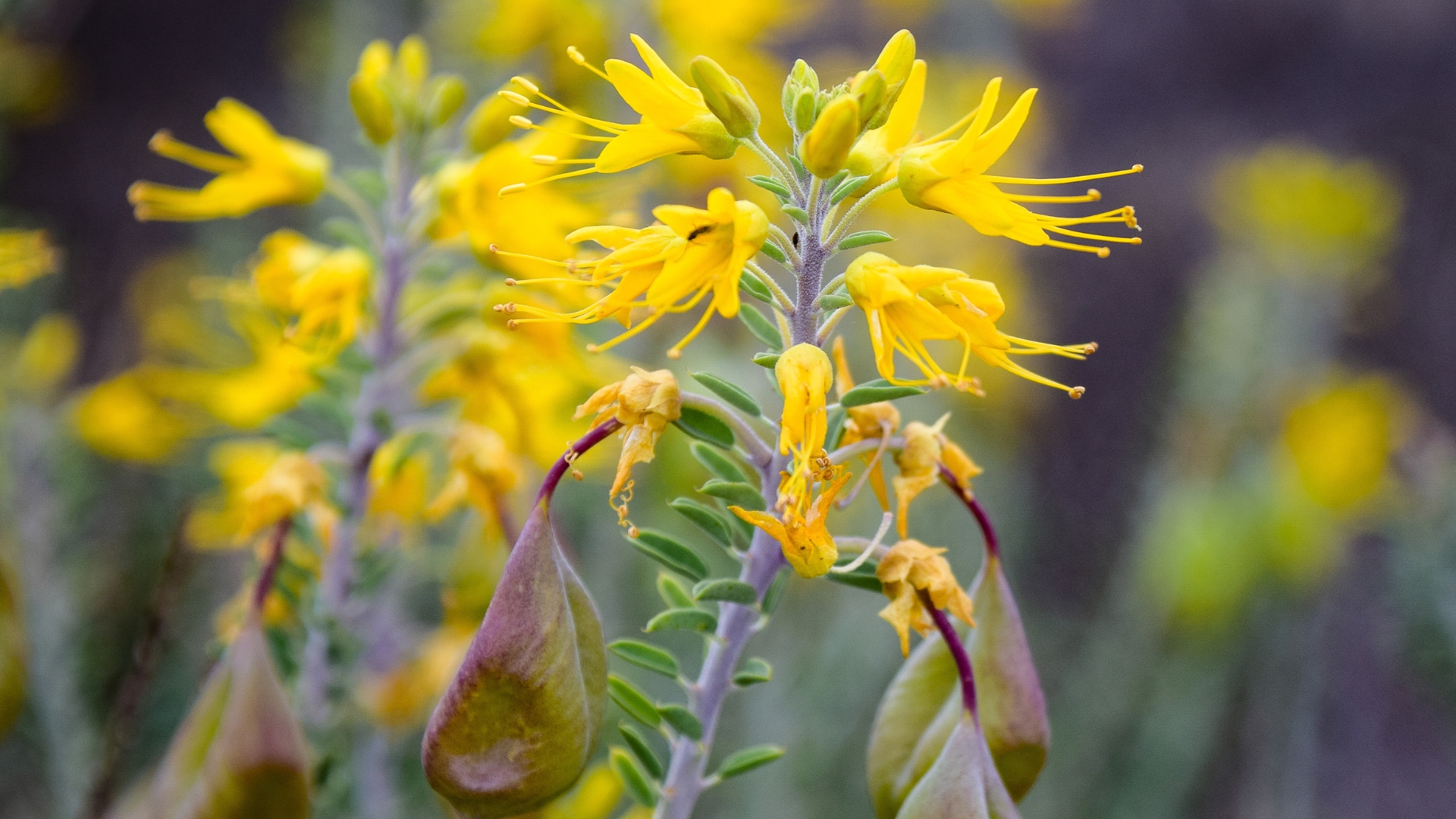 bladderpod plant