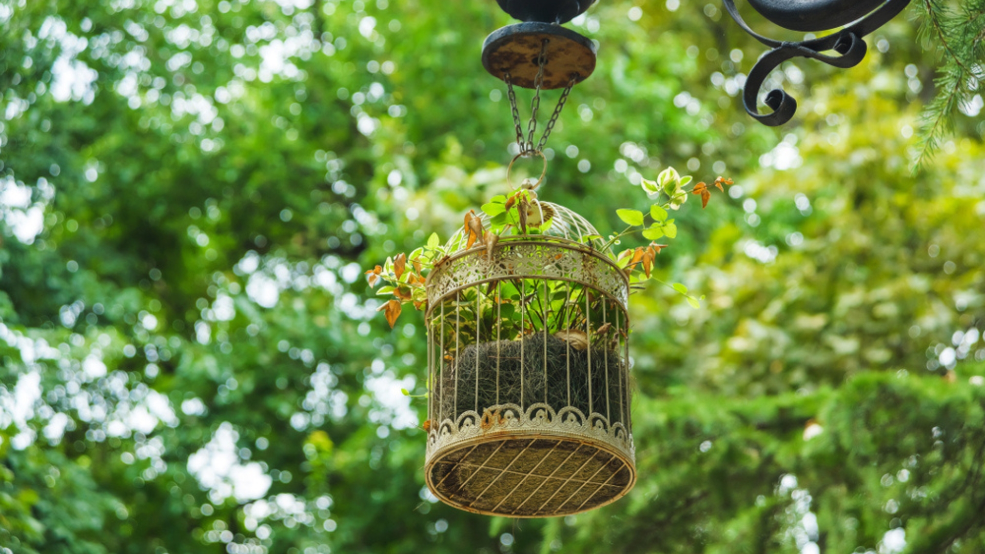birdcage as planter