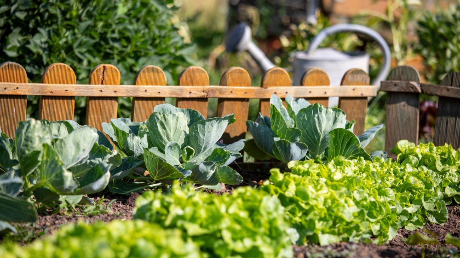21 Mistakes That Sabotage Your Vegetable Garden (And Easy Ways To Improve Your Harvest)