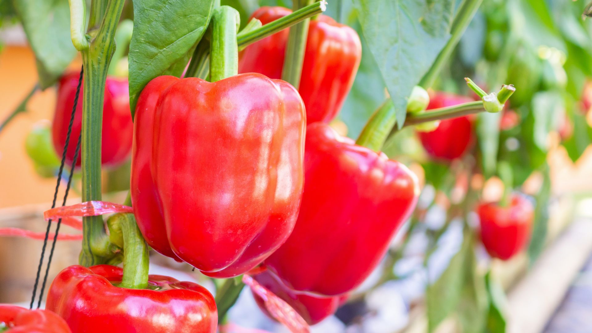 Red bell pepper plant growing in organic garden