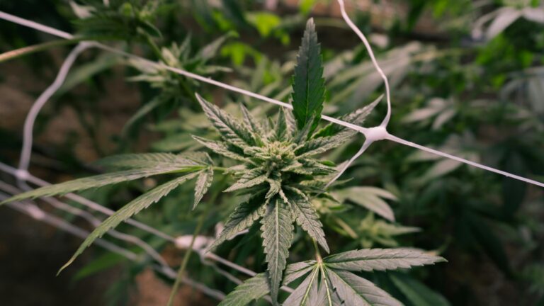 cannabis plant leaves