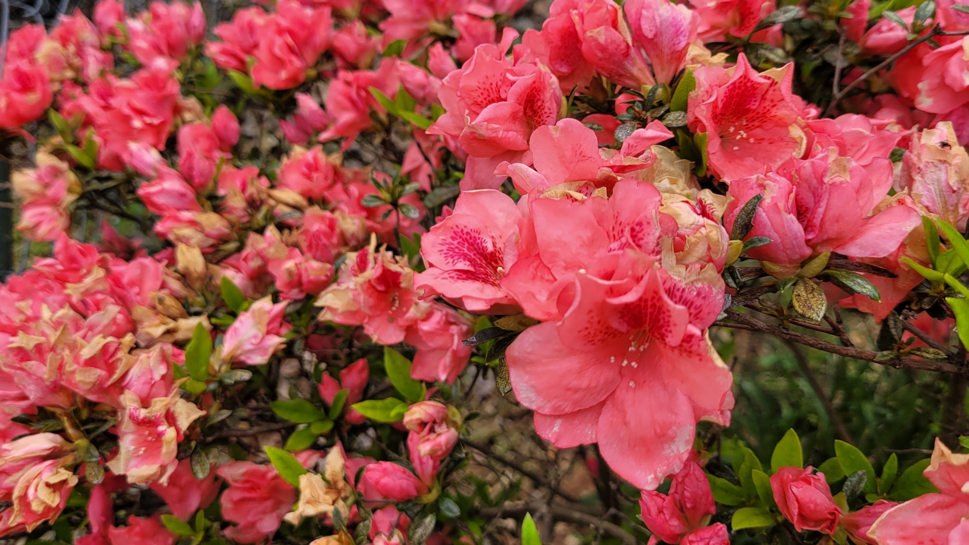 21 Shrubs That Require Way Too Much Maintenance (And 11 Perfect Alternatives)