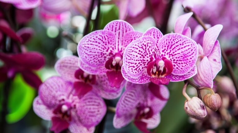 orchid