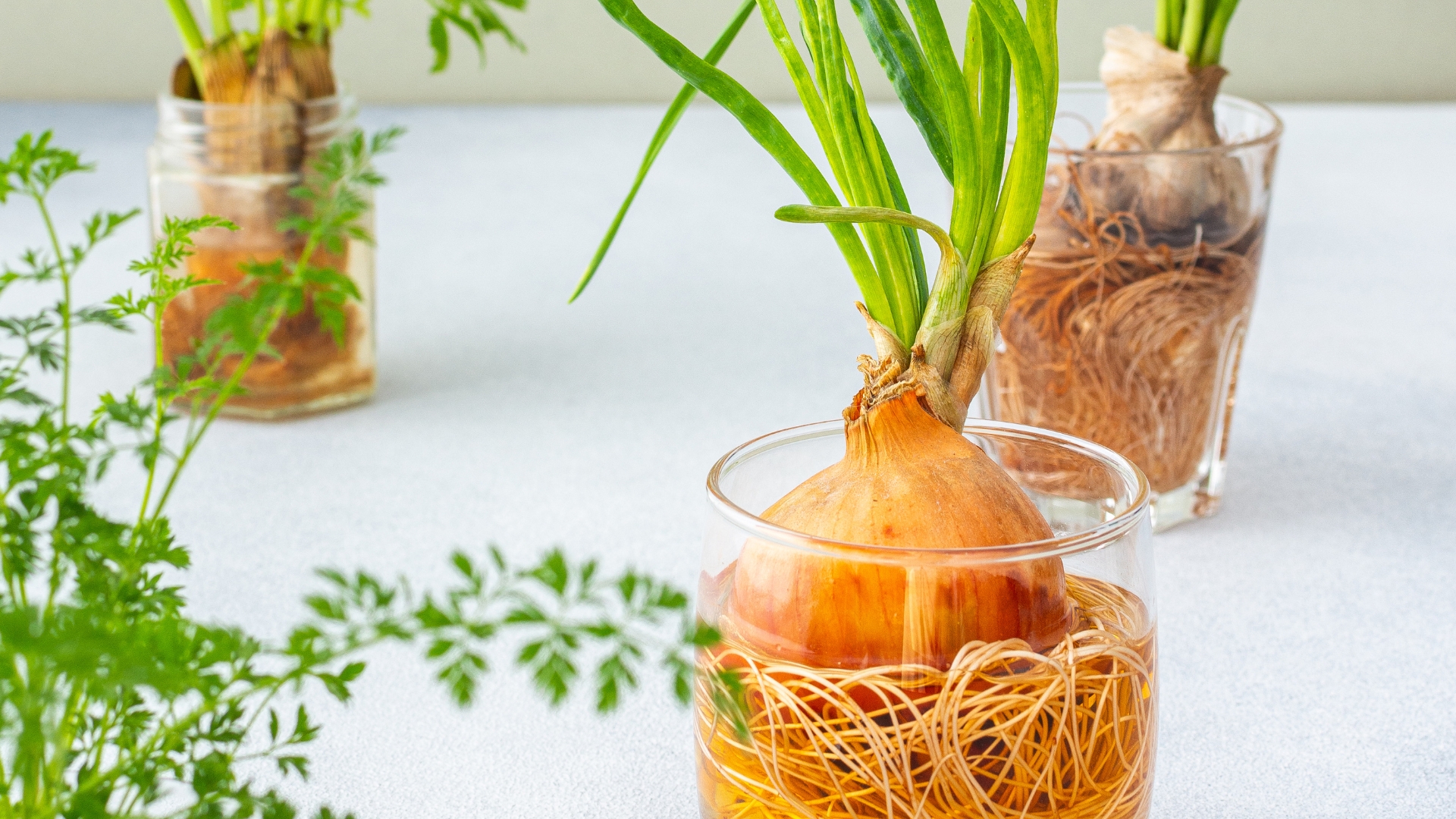 21 Vegetables That Keep Regrowing After You Harvest Them (And a Few More Perfect For Beginners)