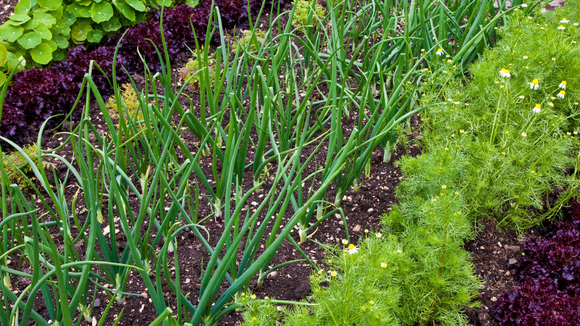 onion plant in the garden