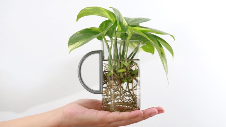 Plant cuttings rooting in water