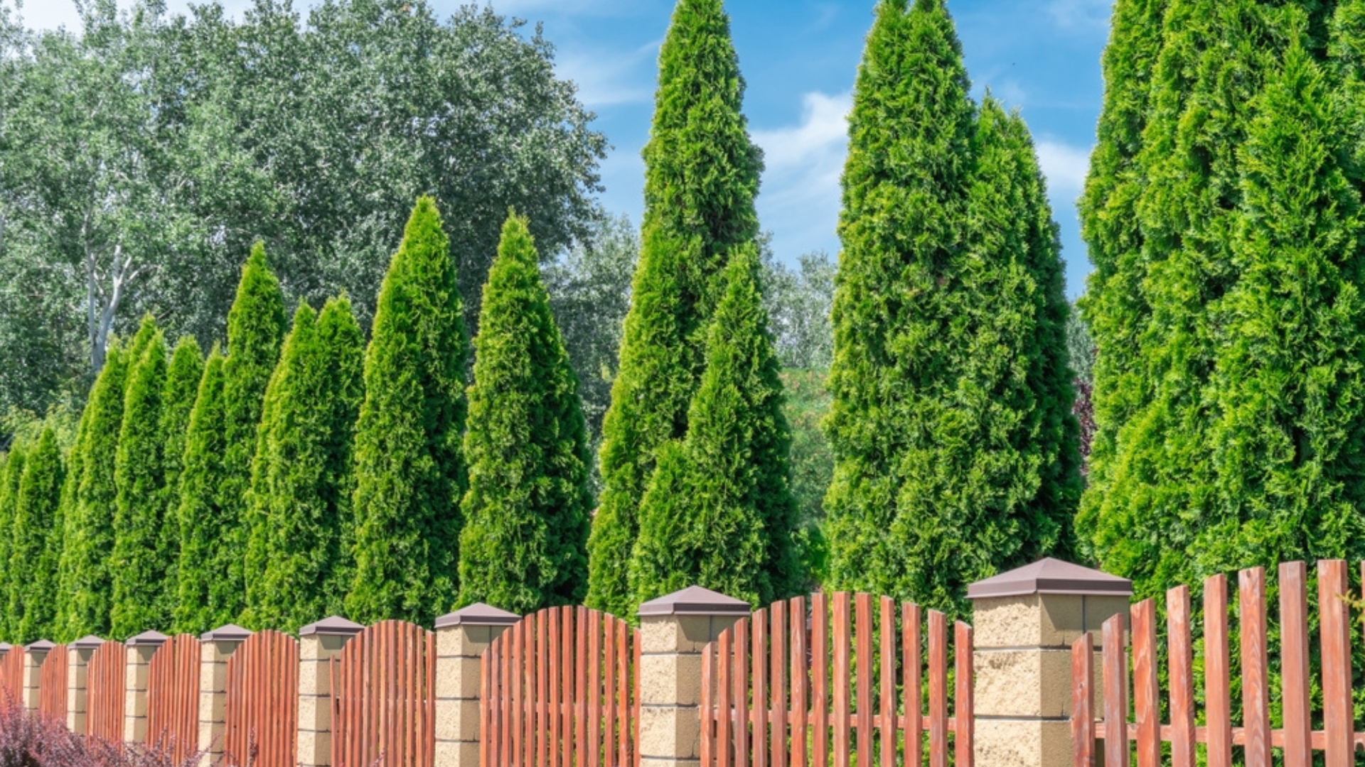 thujas planted along fence