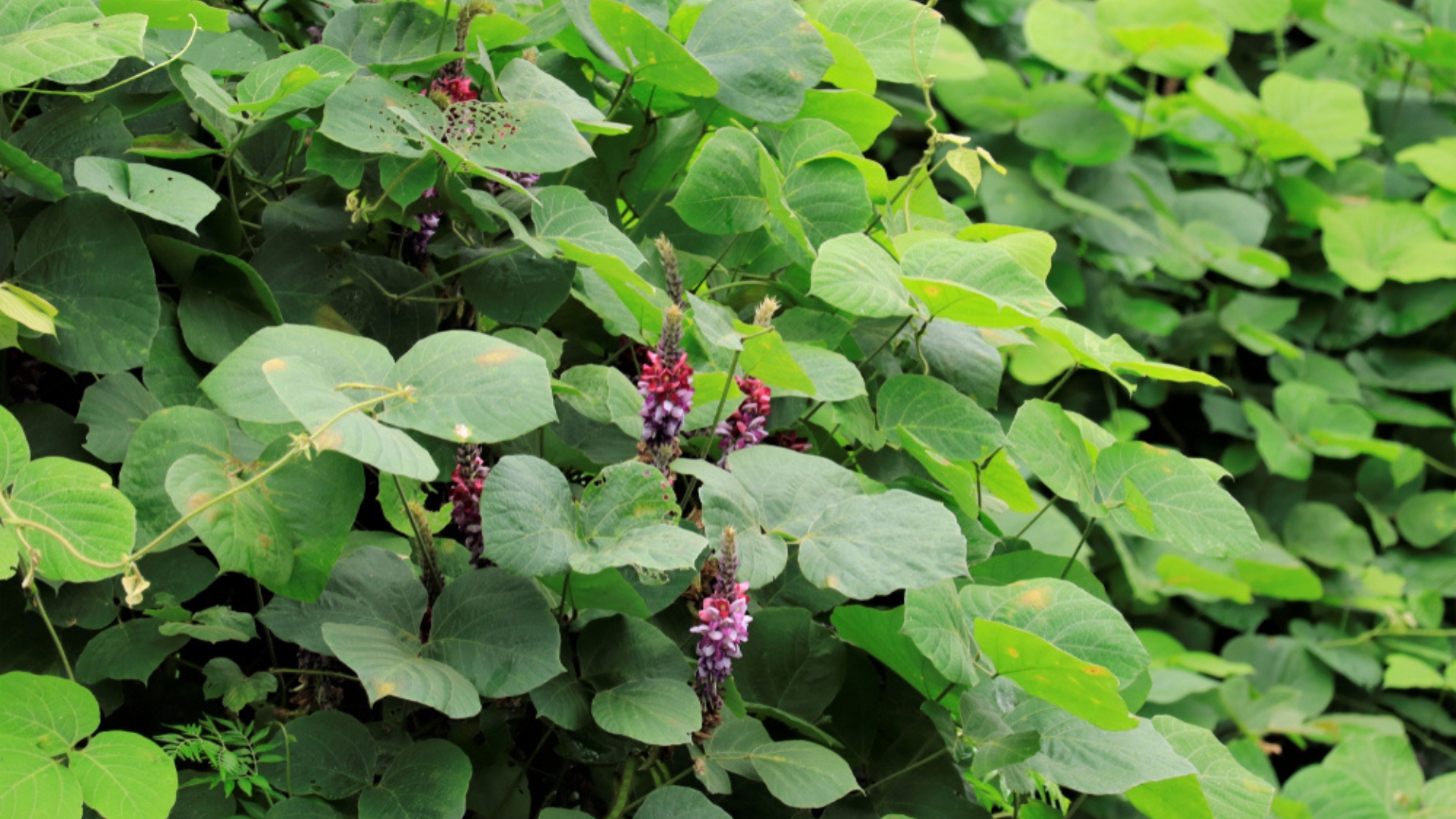 22 Common Plants That Are Banned From Growing In Your Backyard In The US