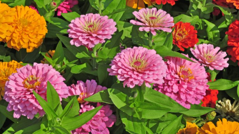 zinnia in bloom