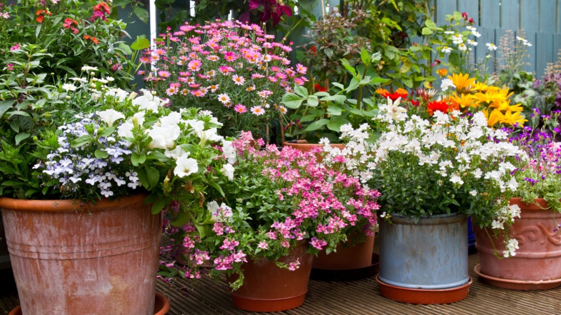 22 Essential Plants To Transform Your Container Gardens (Plus The Best Varieties For Stunning Displays)