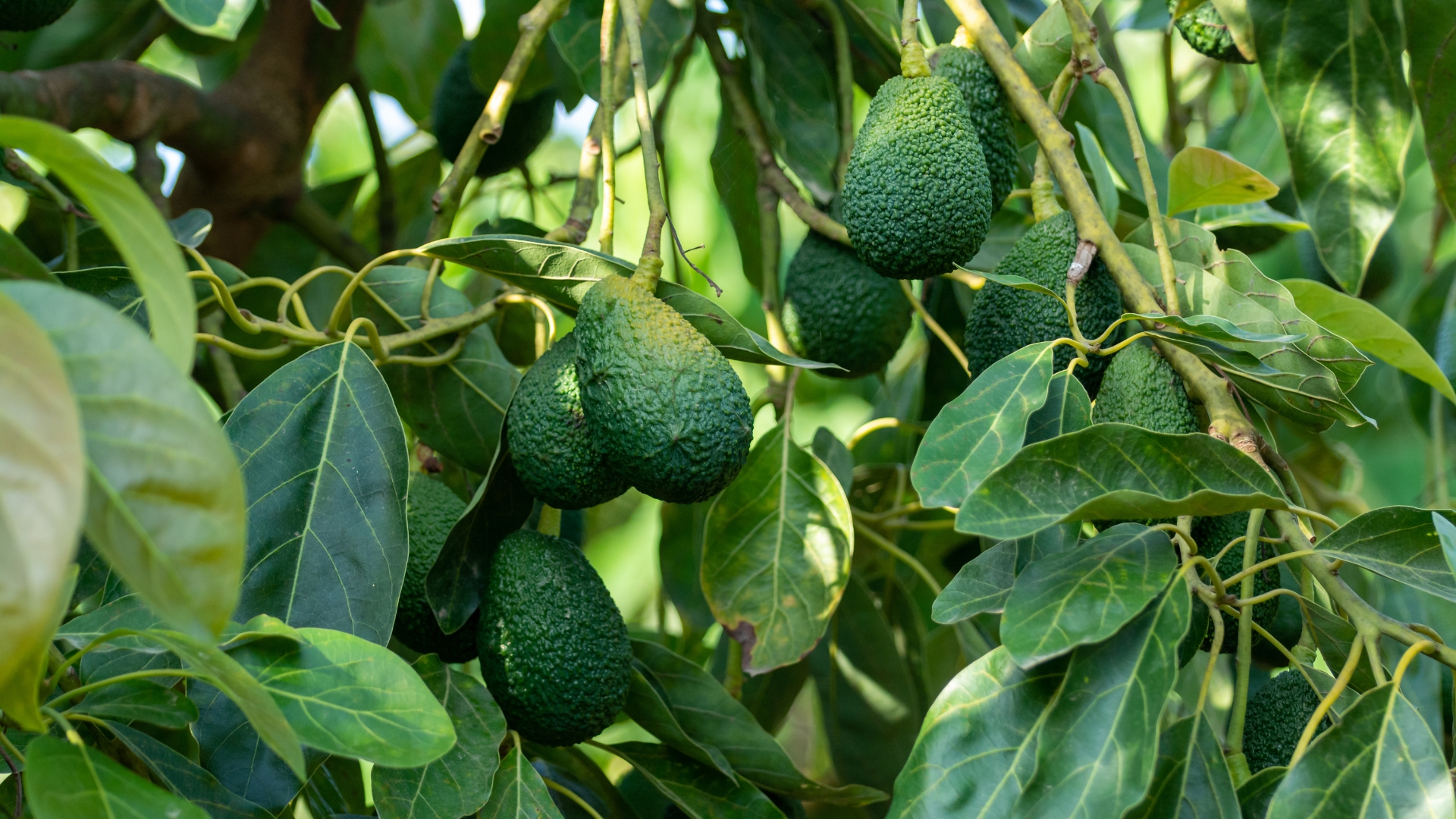 avocado tree