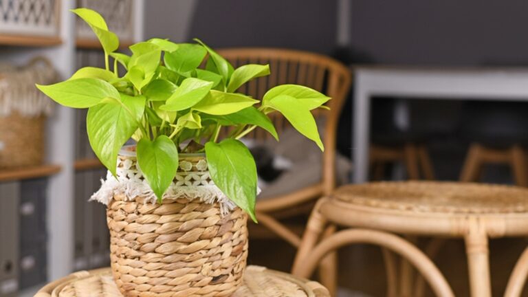 pothos plant