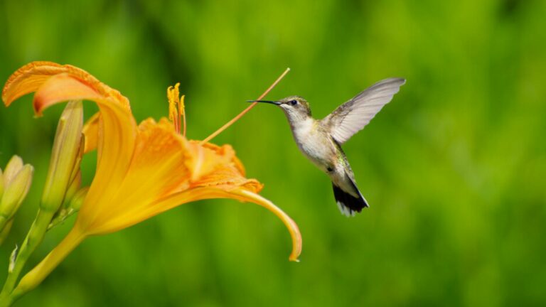 lilly and hummingbird