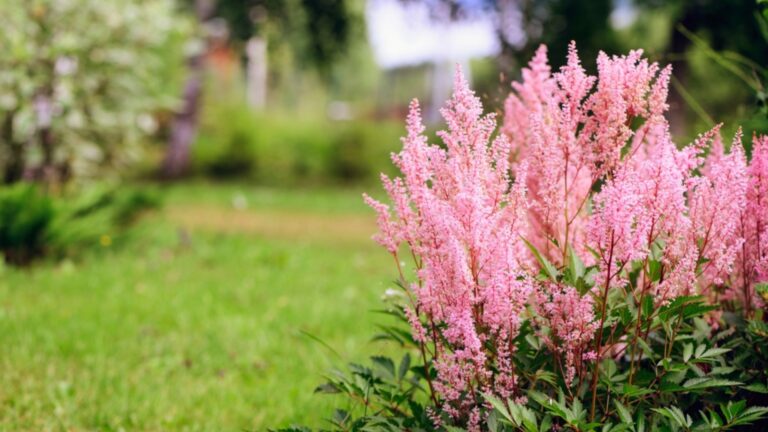 astilbe in bloom