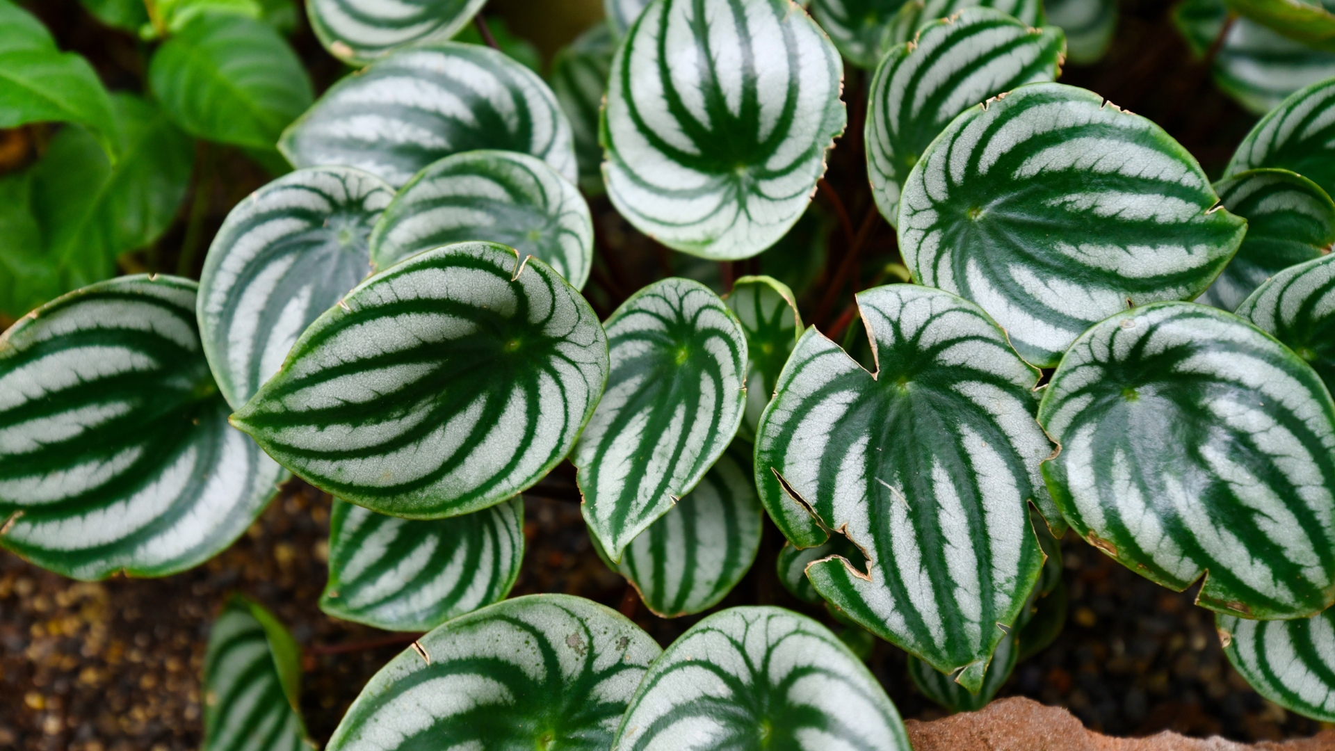 22 Low-Light Houseplants (And More That Anyone Can Keep Alive)