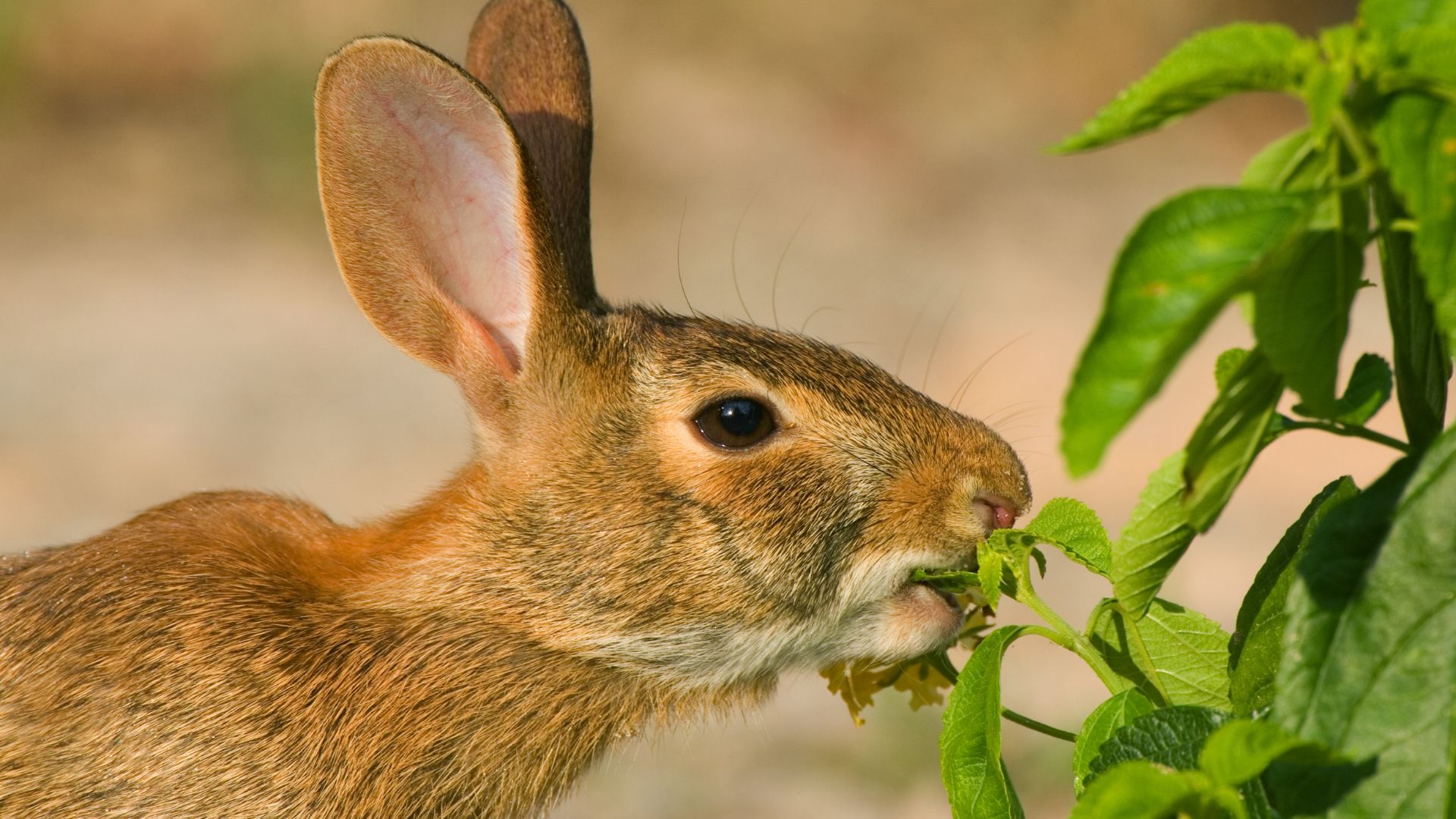 Rabbit Eating a Garden Plant
