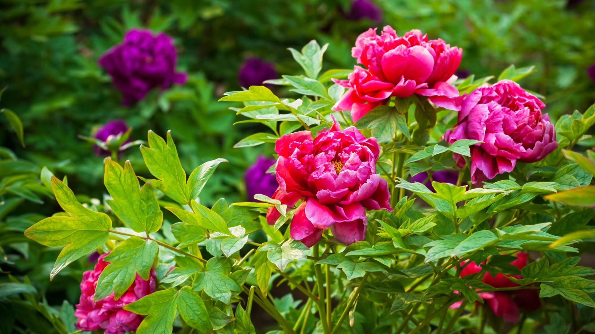 peonies