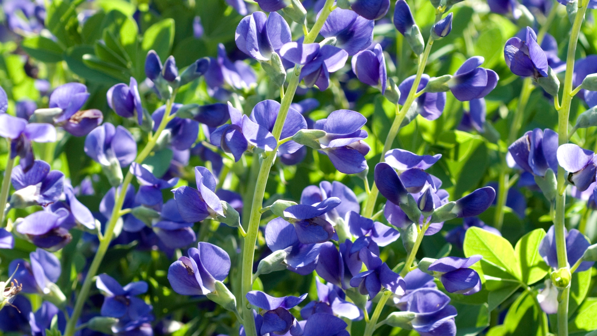 22 Plants That Will Stay In Your Garden For Generations (Plus A Few More That Stand the Test of Time)