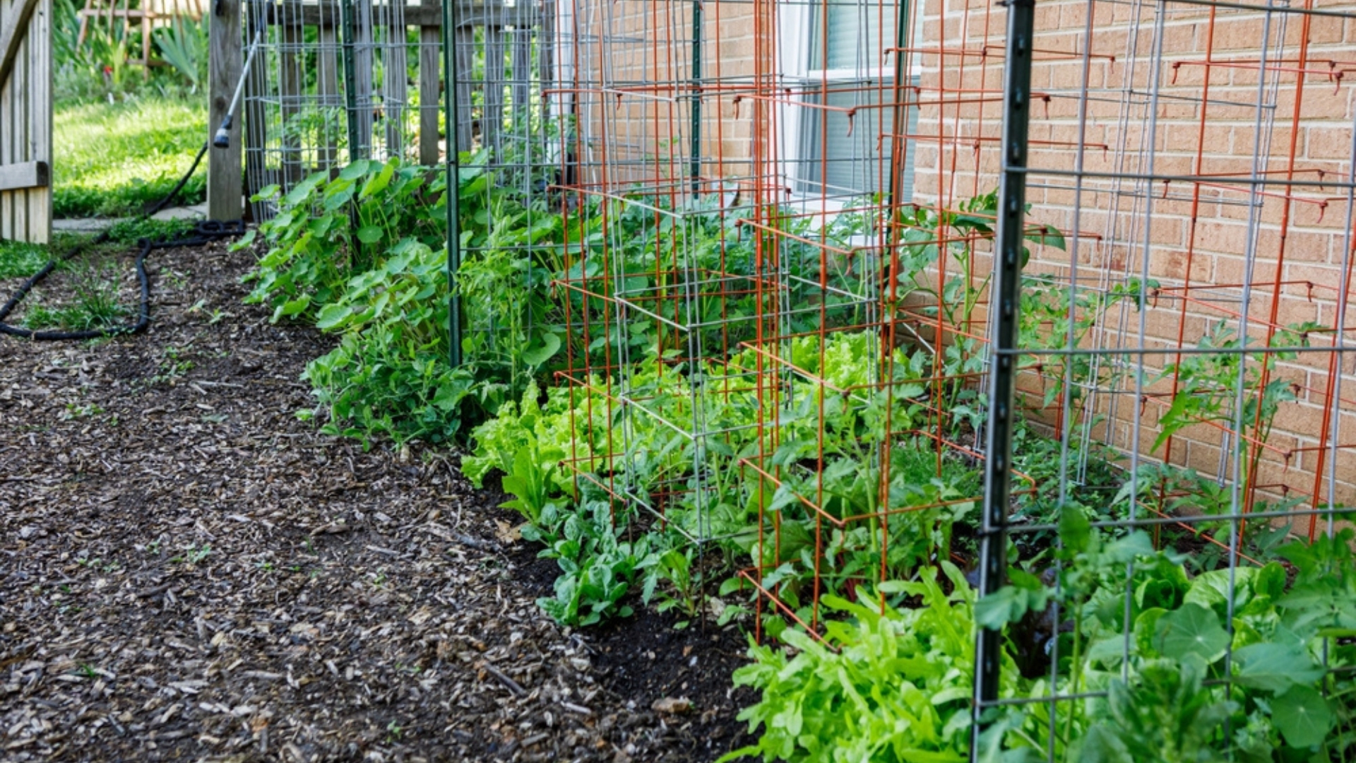 22 Plants To Grow In Tomato Cages Besides Tomatoes (And More Surprising Options)