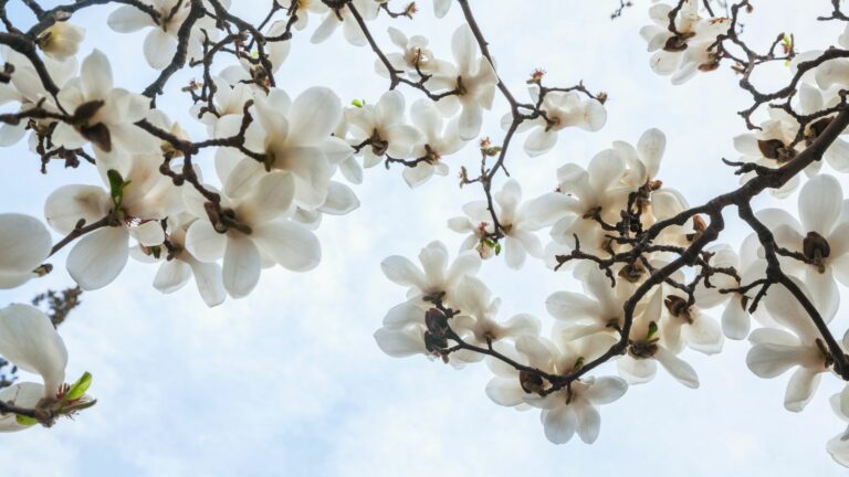 Magnolia Blossoms