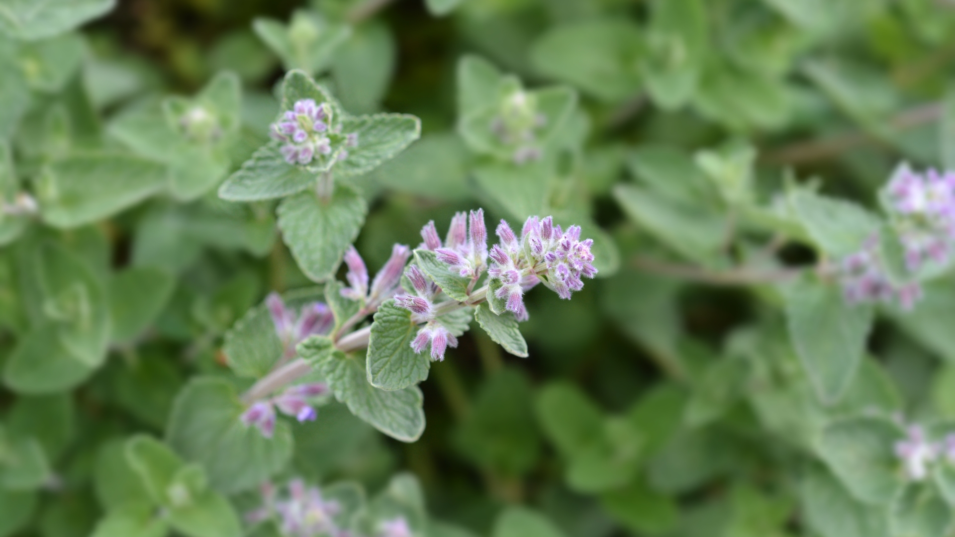 catnip flowers