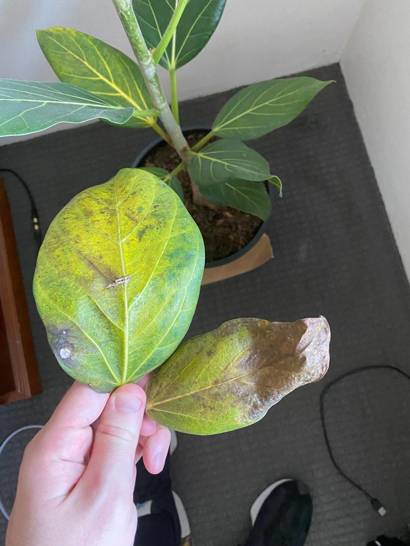 Overwatering