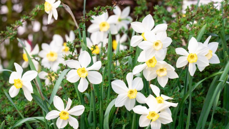 White narcissus flowers