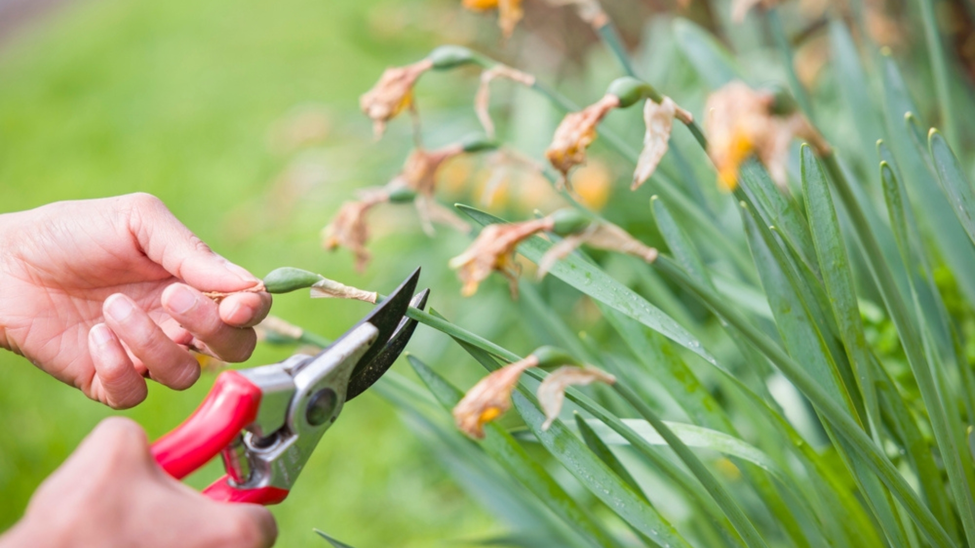 22 Things to Do With Daffodils After Blooming To Keep Them Healthy (Plus More Tips You Don’t Want To Miss)