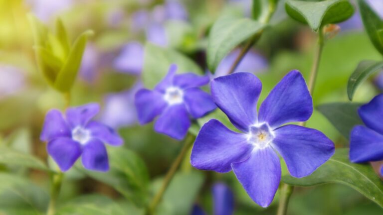 violet vinca flowers covering the meadow ground
