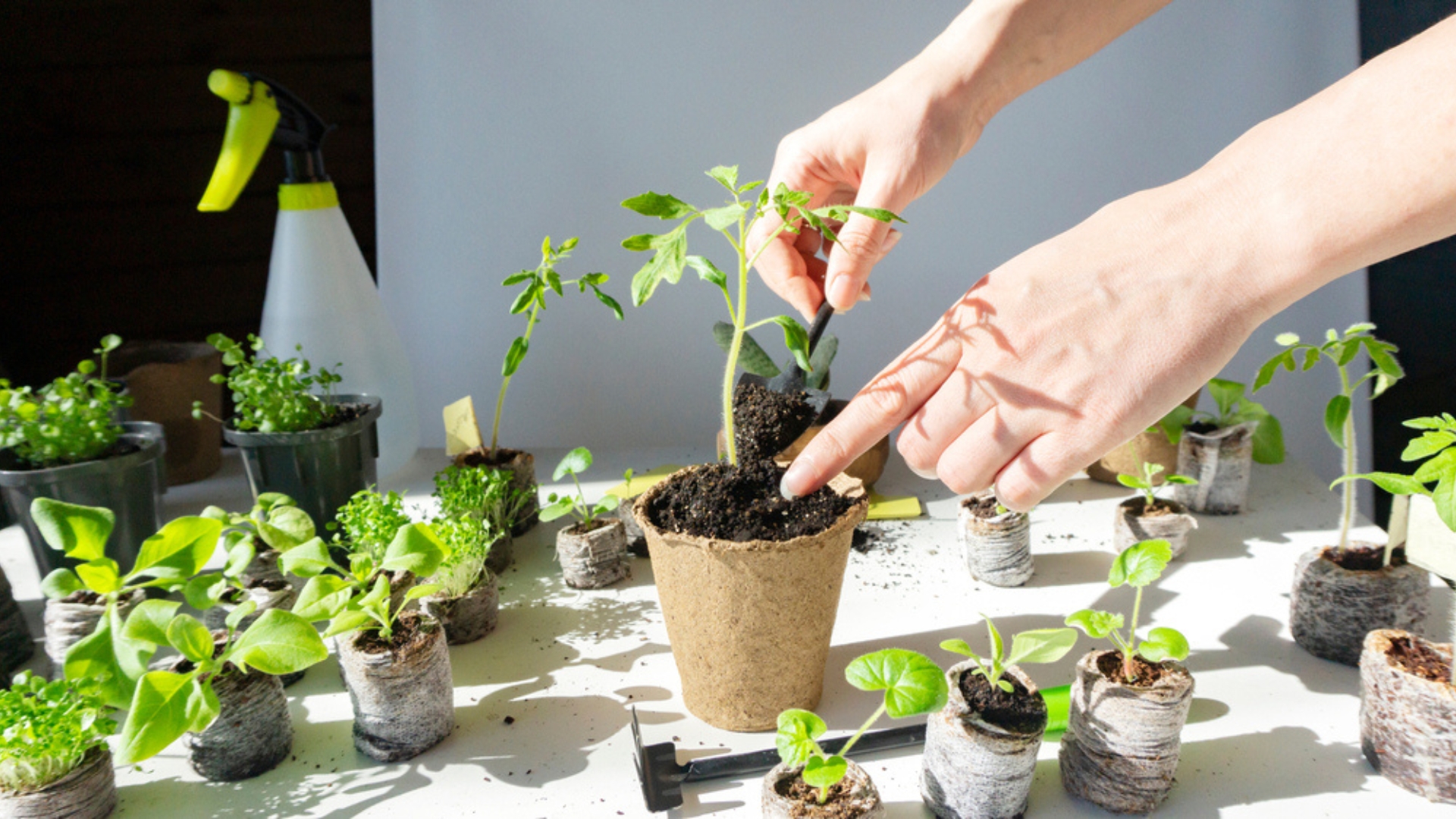 tomato transplantation process