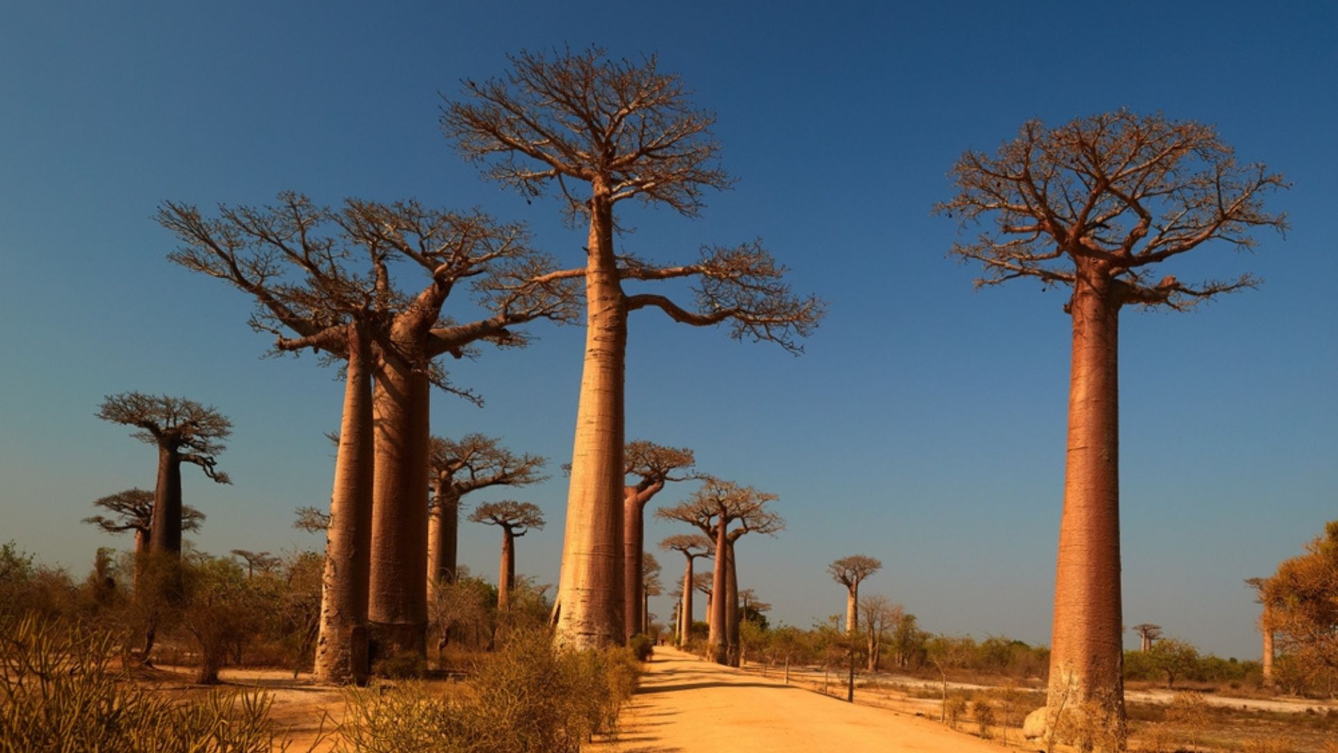 22 Types Of Trees That Went Extinct (And Why It Matters For The Planet)