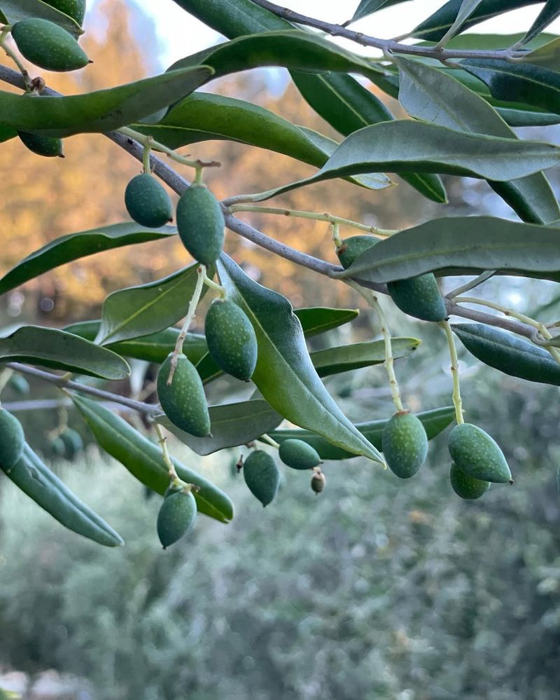 Saint Helena Olive