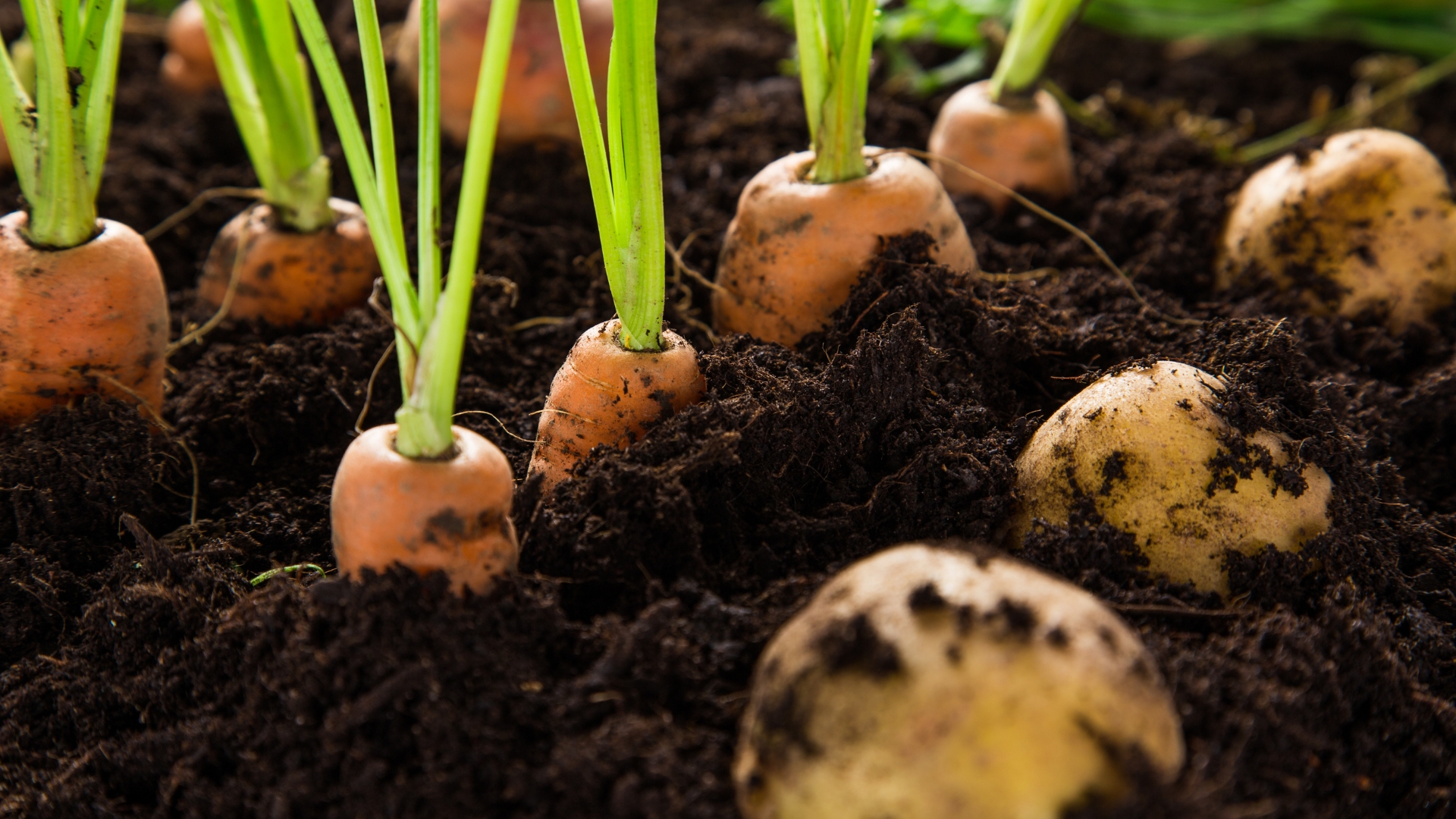 carrots and potatoes