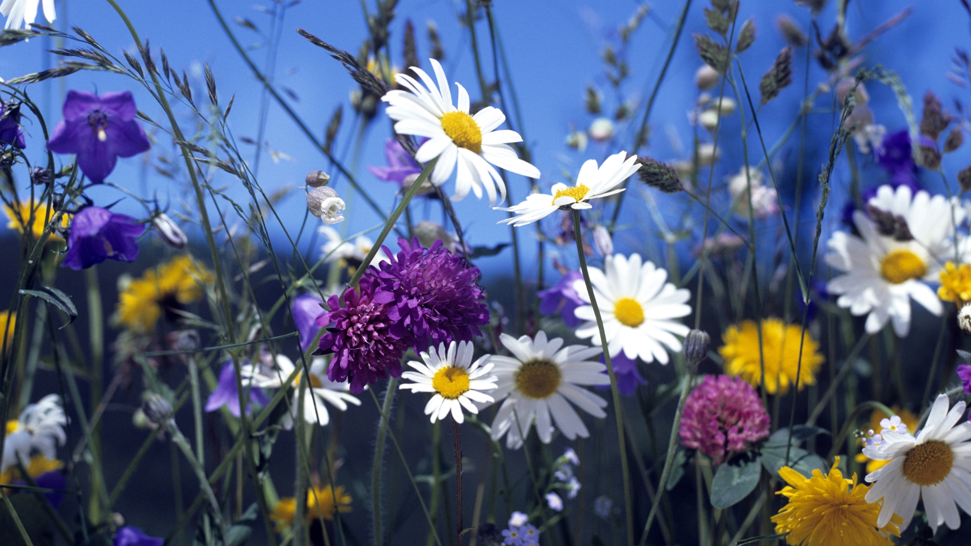 wildflowers