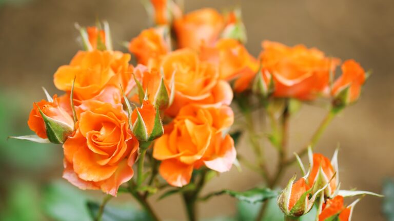Orange roses