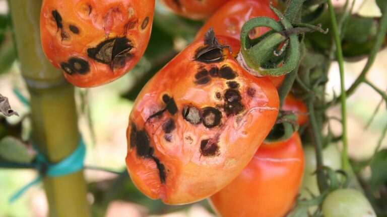 Black spots on red tomatoes on plant. Tomato with disease