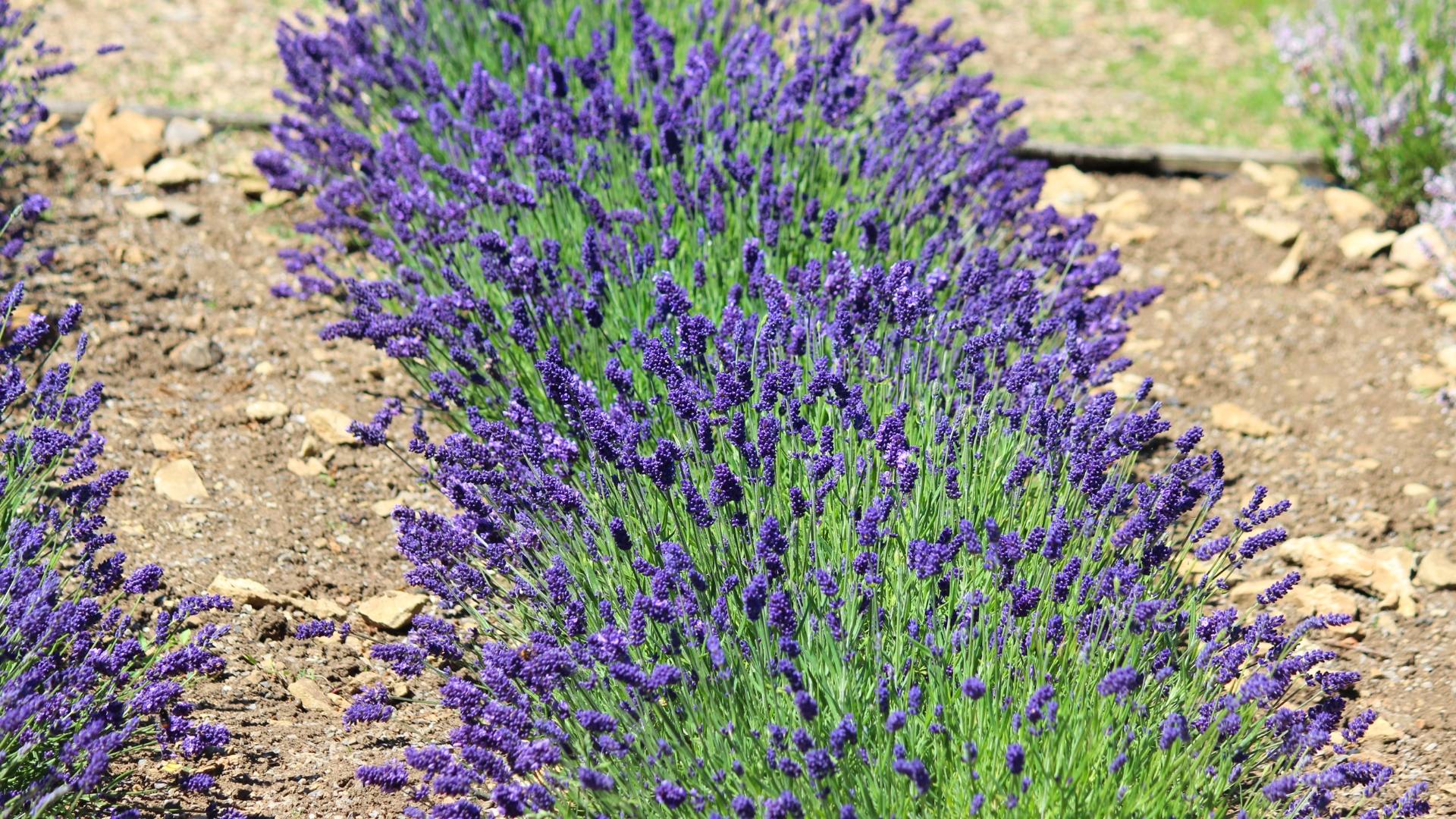 lavender hedge