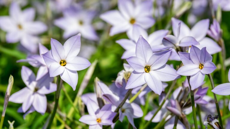 Starflowers
