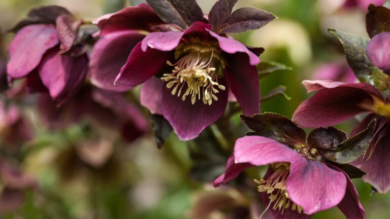 hellebore flower