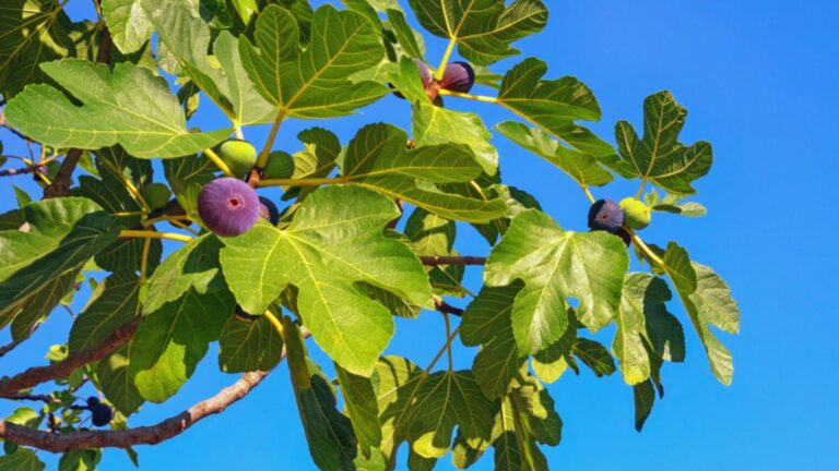 fig tree