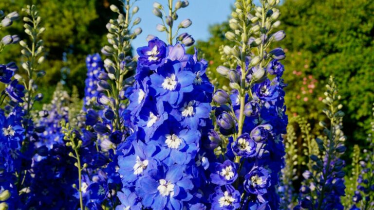 nlue delphinium flowers in the field