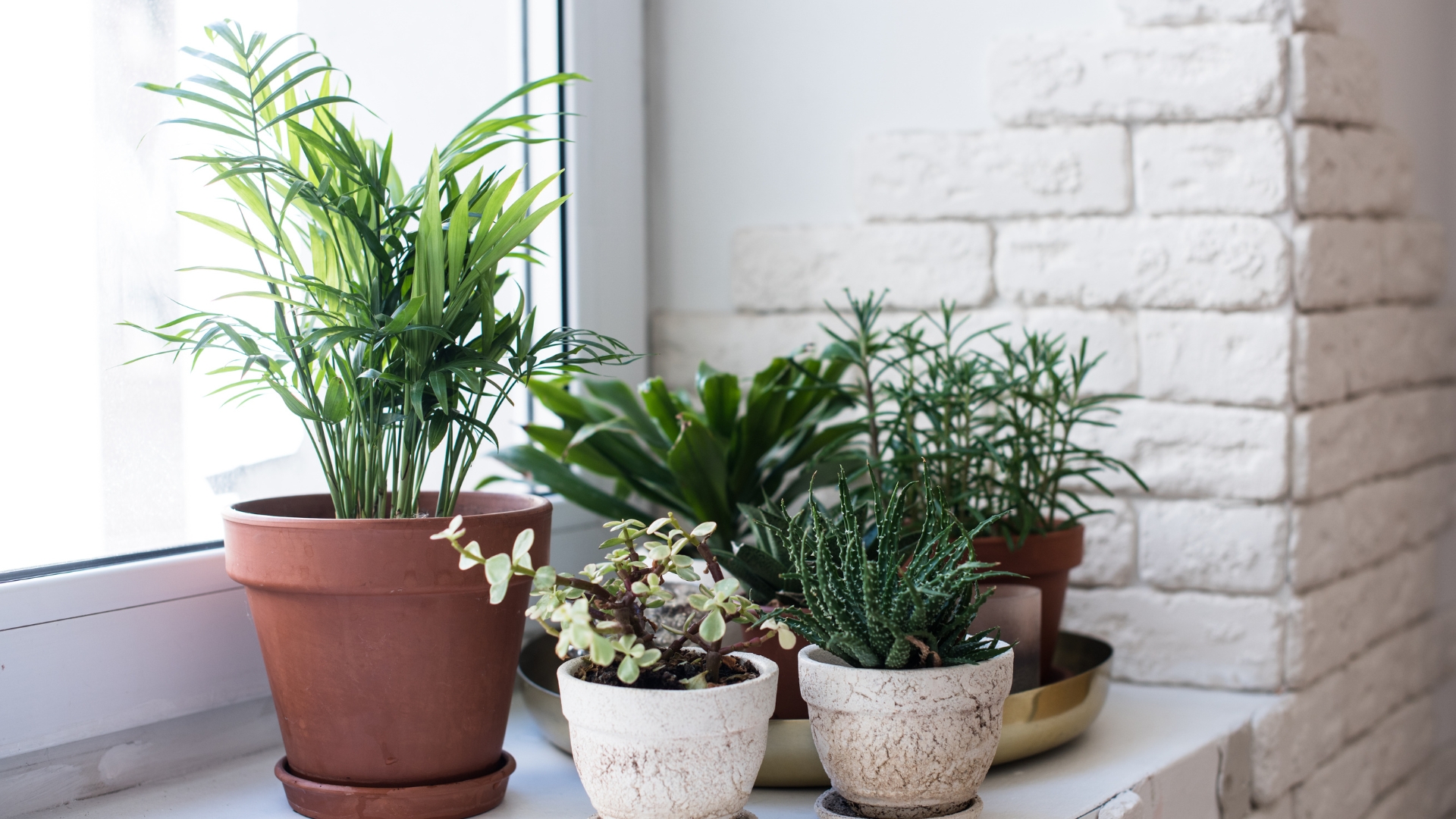 24 Common Houseplants That Are Silently Poisoning Your Air – And 7 That Purify It Instead