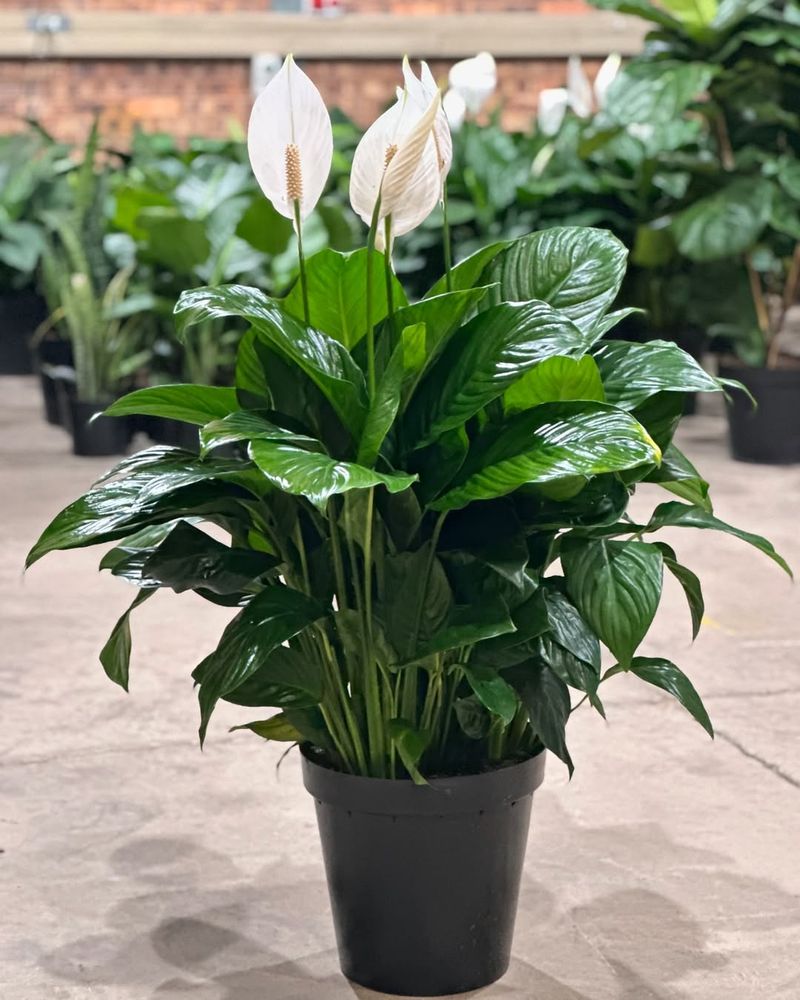 Peace Lily (Spathiphyllum spp.)
