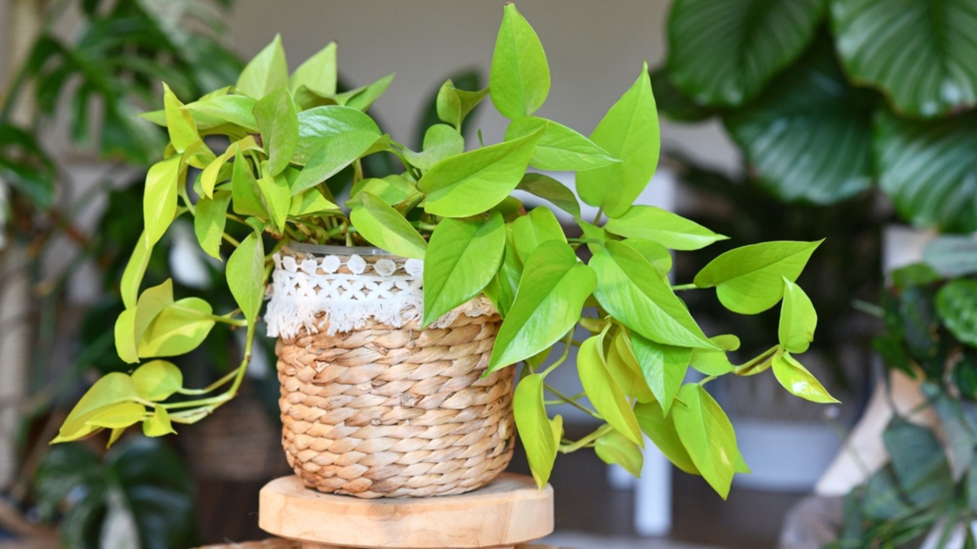 24 Creative Ways To Display Pothos In Your Home (Stylish & Unique Ideas)