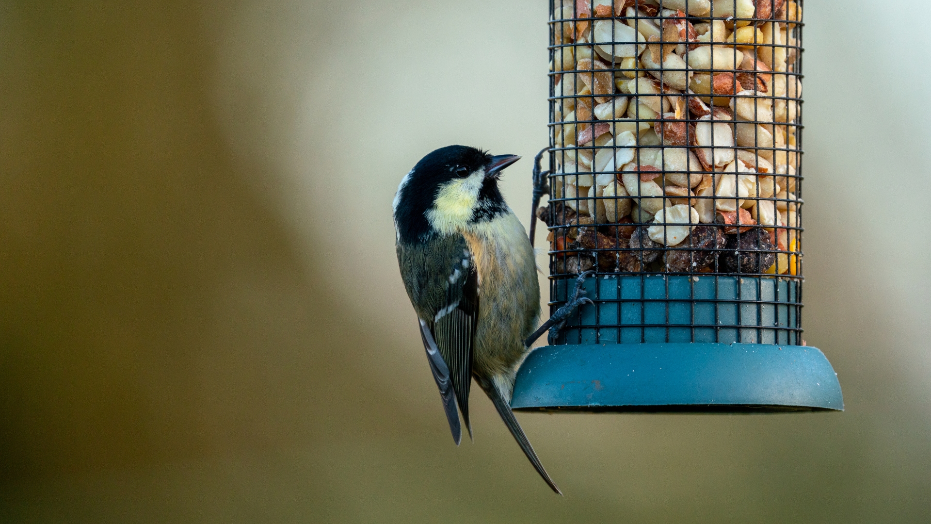Feeder