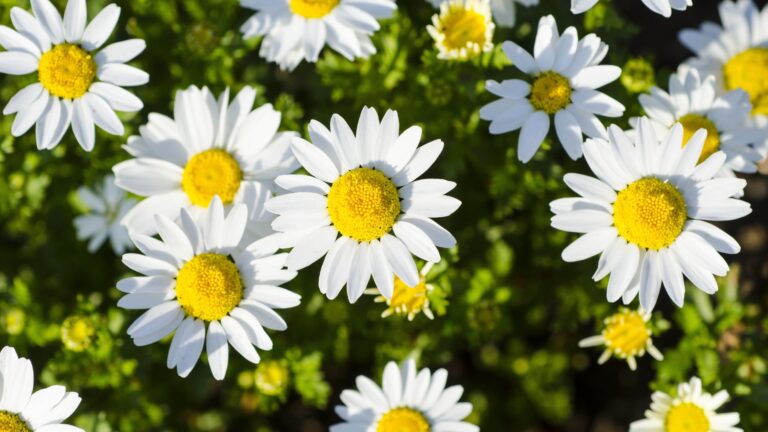 white and yellow flowers of shasta daisies