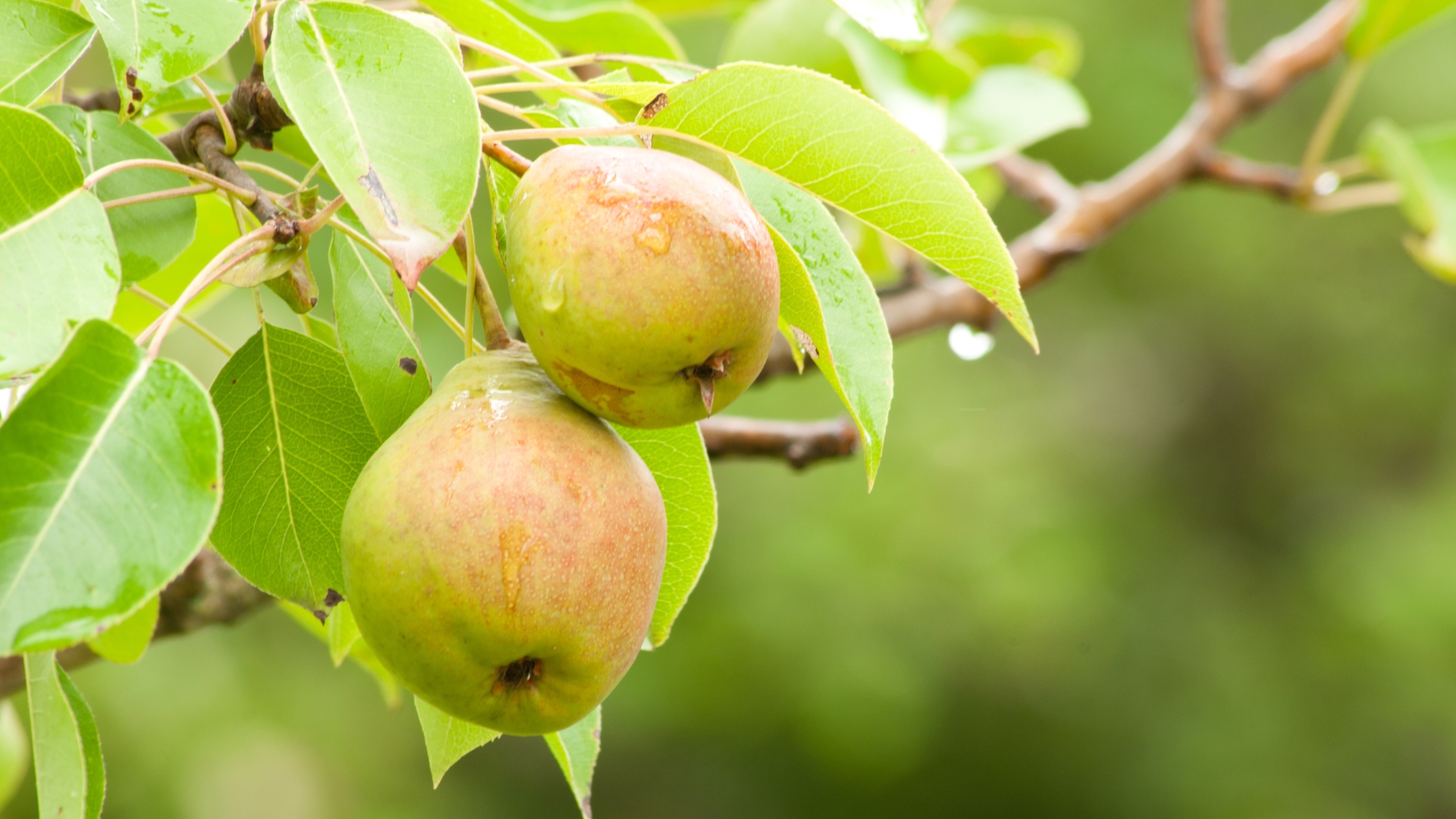 pear tree fruits