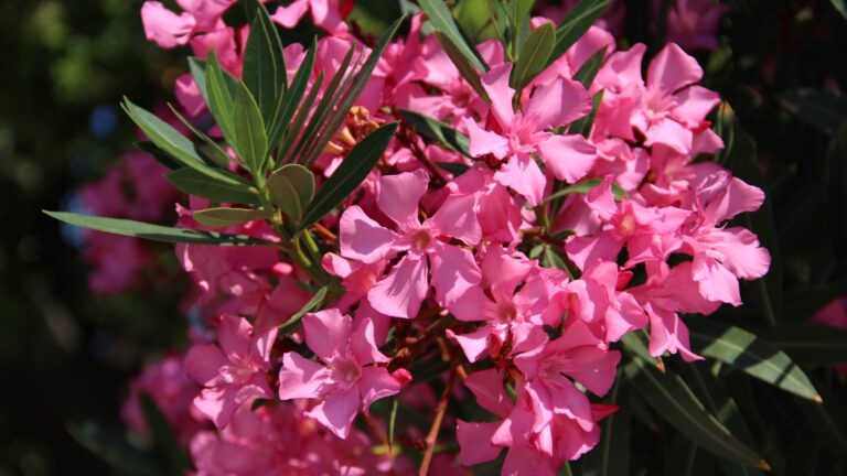 oleander flower